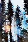Light Through the Trees Art Print