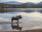 Moose Art Print