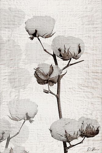 Cotton Stem 1 Art Print