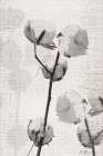 Cotton Stem 2 Art Print