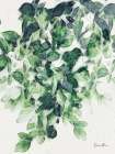 Hanging Greens 2 Botanical Print
