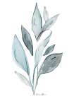 Watercolor Botanical 2 Botanical Print