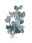 Outlined Stem 2 Botanical Print
