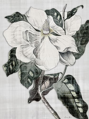 Southern Magnolia 1 Art Print by Denise Brown