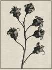 Fern Triptych 2 Art Print