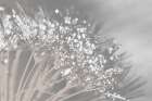 Dandelion 2 Art Print