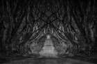 Black And White Trees Art Print
