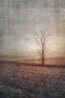 Lone Tree Art Print