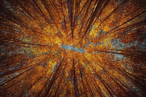 Looking Up Landscape Print
