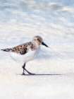 Sandpiper Art Print