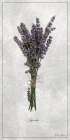 Lavender 1 Art Print