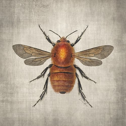 Brilliant Bee 1 Art Print by Denise Brown