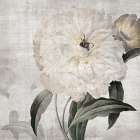 Traditional Peony Art Print