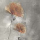 Two Poppies 1 Art Print