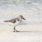 Eclipsed Sandpiper Art Print