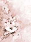 Soft Florals 2 Art Print