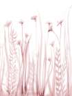 Soft Blooms 1 Botanical Print
