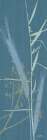 Grasses 2 Art Print