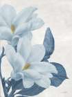 Magnolia Blues 1 Art Print