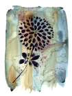 Sepia Botanica 2 Art Print