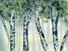 Birch Forest Art Print