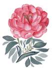 Imperial Peony Art Print