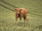 Highland Cow Rustic Art Print