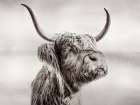 Highland Cow Art Print