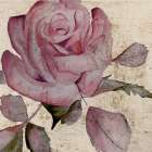 Watercolor Handpainted Rose 1 Art Print