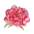 Pink Peony Art Print