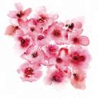 Cherry Blossom 2 Art Print