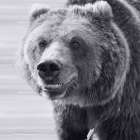 Bear Portrait 1 Art Print