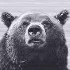 Bear Portrait 2 Art Print