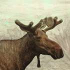 Moose Portrait 1 Art Print