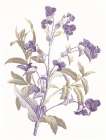 Lavender Flowers Art Print