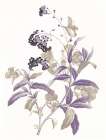 Lavender Flowers Two Art Print