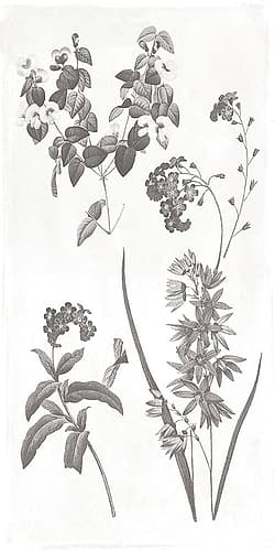 Plants Art Print