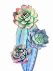 Cacti Art Print