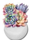 Succulent Vase Art Print