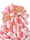Pink Succulents Art Print