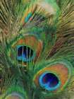 Peacock Feather Painting Art Print