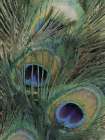Peacock Feather Painting 2 Art Print