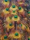 Golden Peacock Feathers Art Print