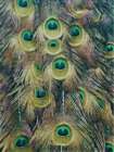 Golden Peacock Feathers 2 Art Print