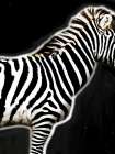 Zebra In Black Art Print