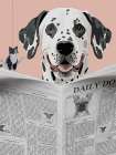 Dalmatian Daily Art Print