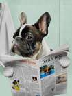 Pug News Art Print