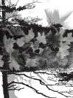 Dreaming Of Maple Trees Art Print