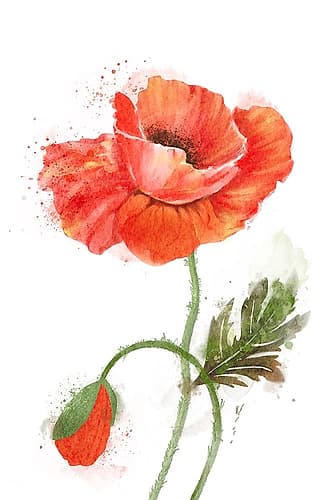 Poppy Beauty Art Print