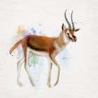 Gazelle Art Print